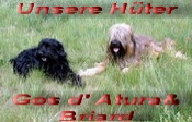 Gos d'Atura und Briard